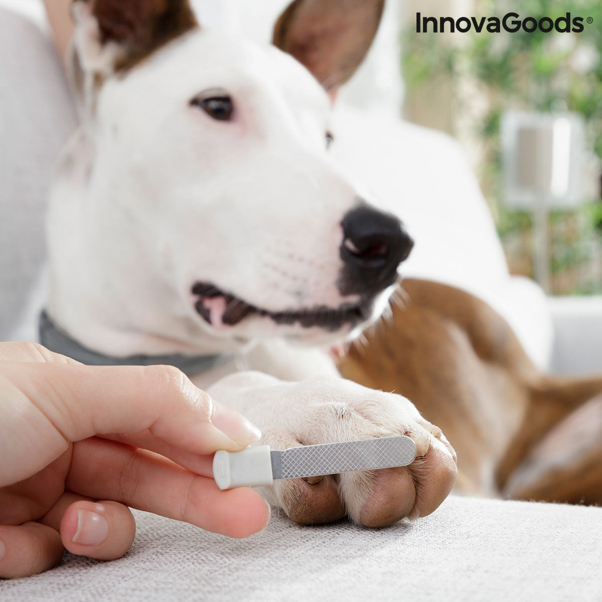 Cortaúñas para mascotas con clip LED InnovaGoods