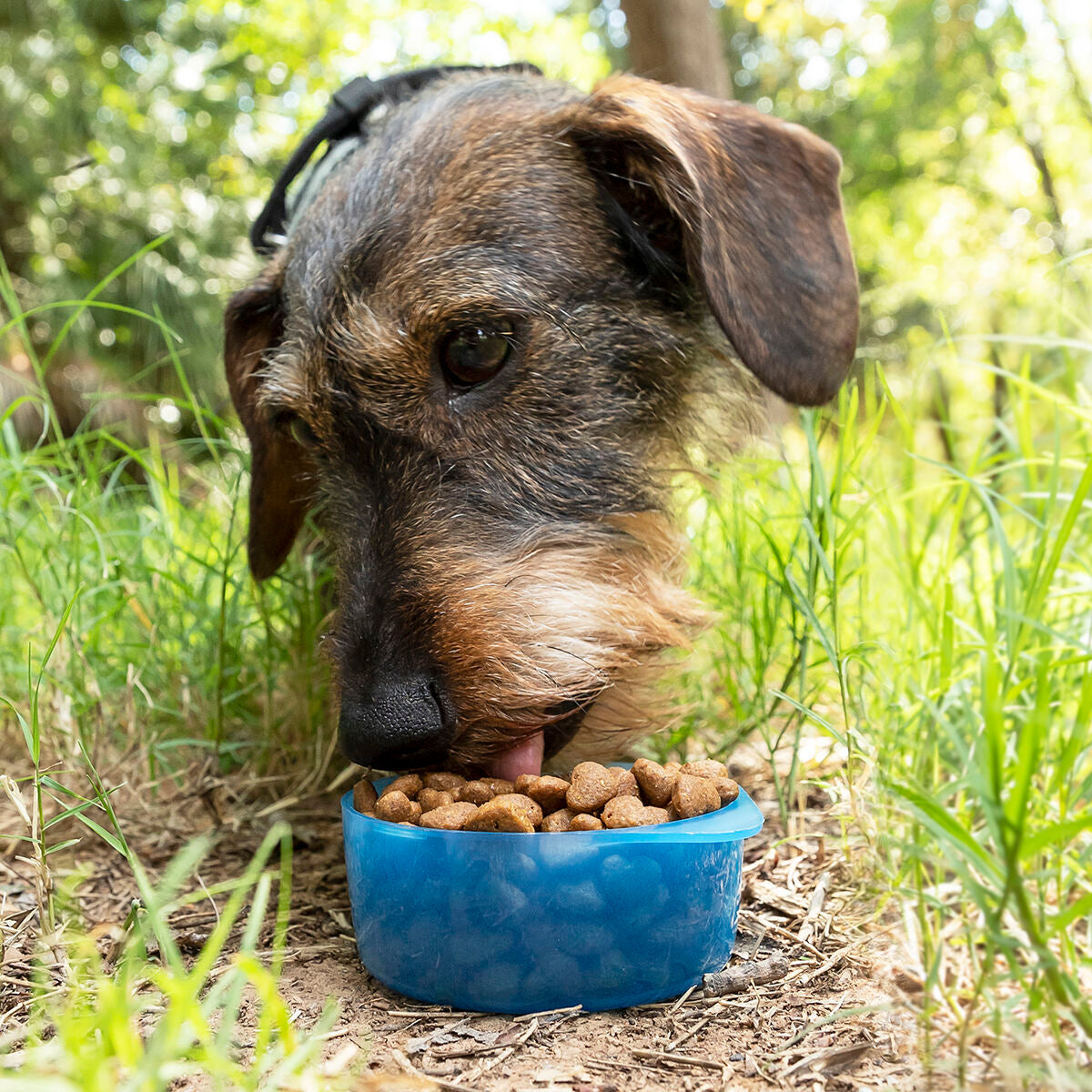 Bouteille 2 en 1 avec récipients pour eau et nourriture pour animaux Pettap