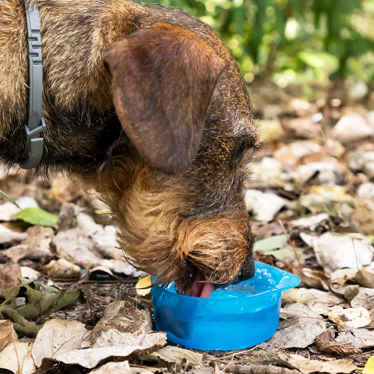 Bouteille 2 en 1 avec récipients pour eau et nourriture pour animaux Pettap