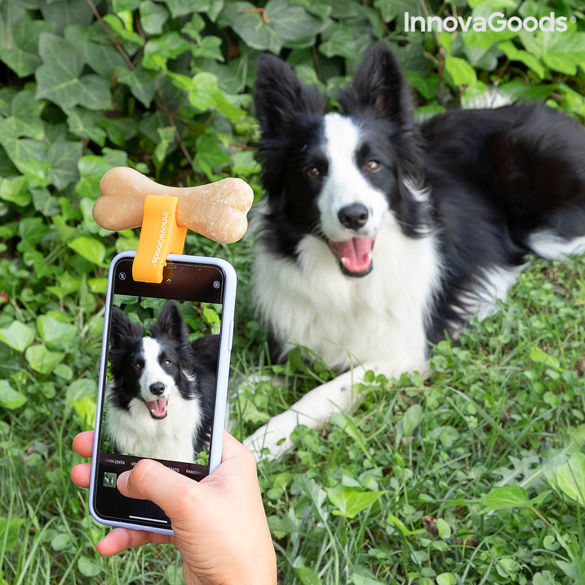 Clip para selfies para mascotas Pefie InnovaGoods