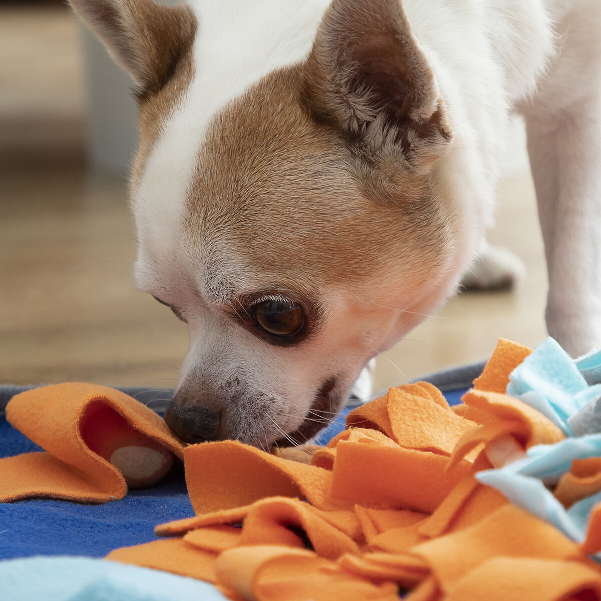 Alfombrilla olfateadora para mascotas Fooland InnovaGoods