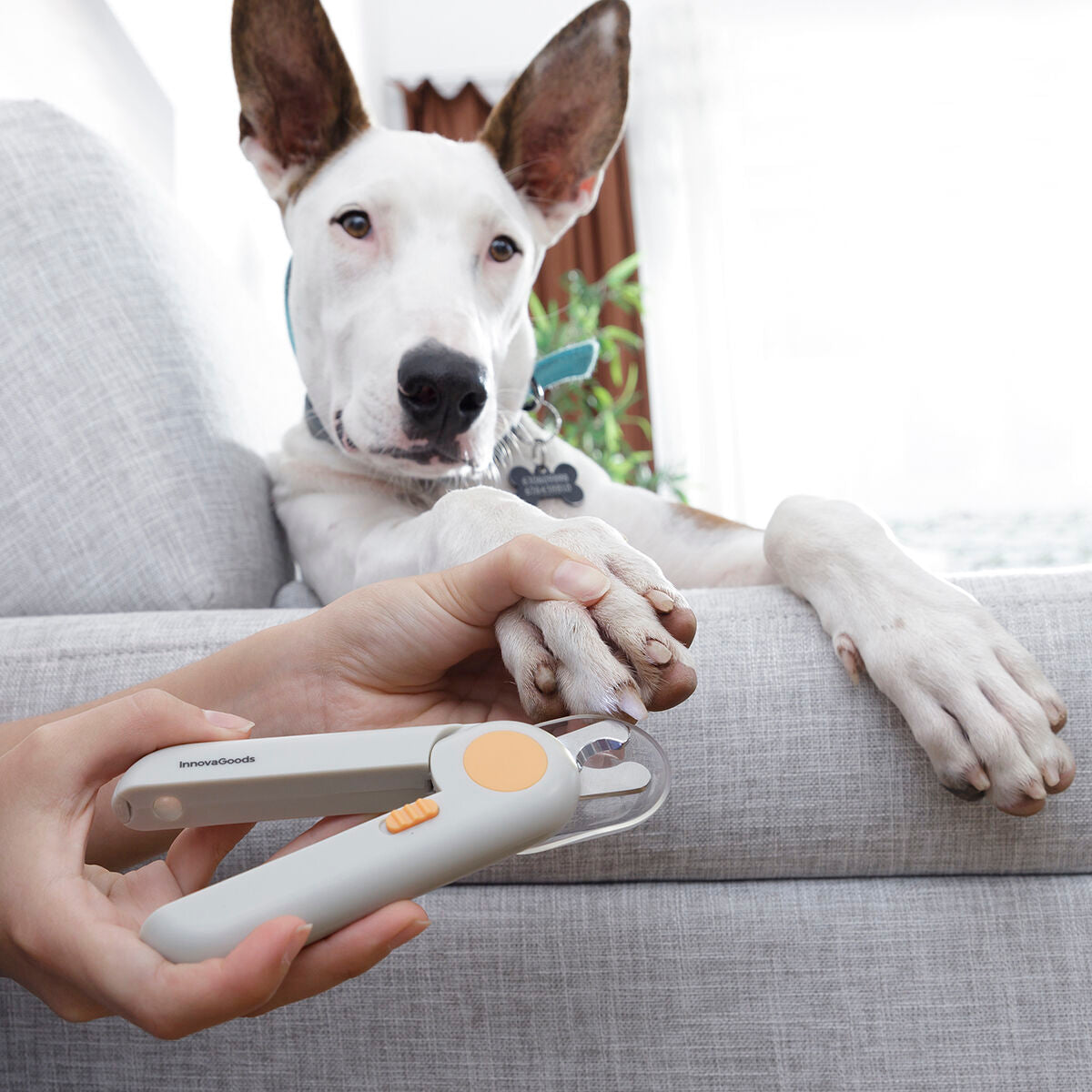 Cortaúñas para mascotas con clip LED InnovaGoods