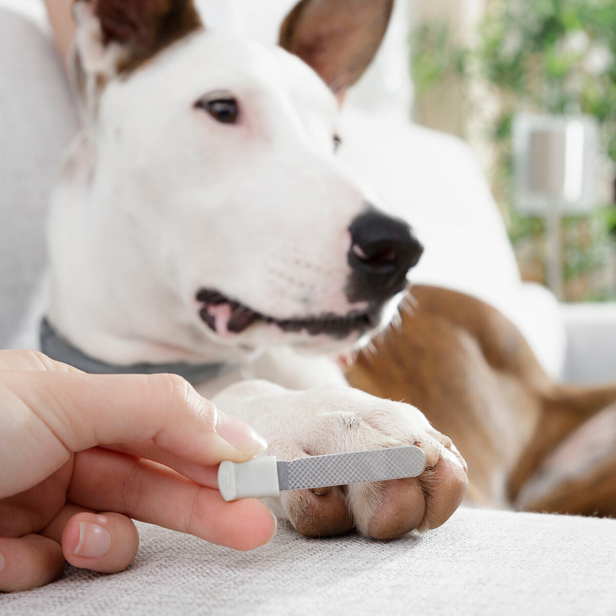 Cortaúñas para mascotas con clip LED InnovaGoods
